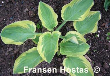 Hosta Wintergreen