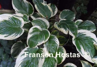 Hosta Wintergreen