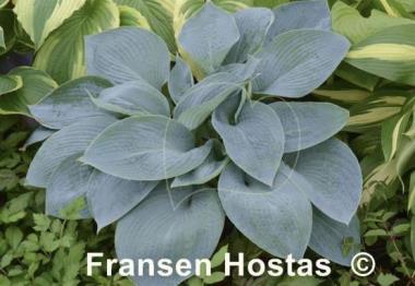 Hosta Wishing Well