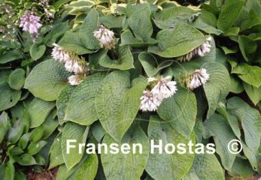 Hosta Witches Brew