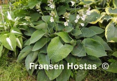 Hosta Witches Brew