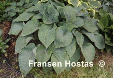 Hosta Witches Brew