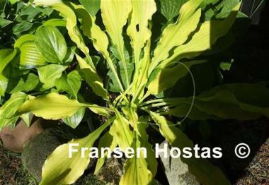 Hosta Wizard of Ahhhs