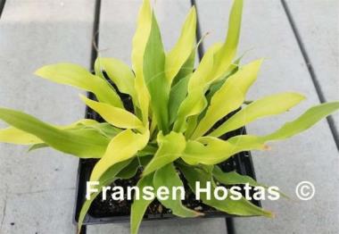 Hosta Wizard of Ahhhs