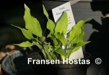 Hosta Wizard of Ahhhs
