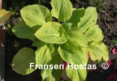 Hosta Wogon's Boy
