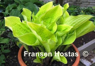 Hosta Wogon's Boy