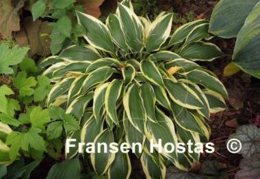 Hosta Wolverine