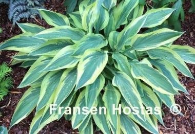 Hosta Wolverine