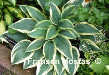 Hosta Wolverine
