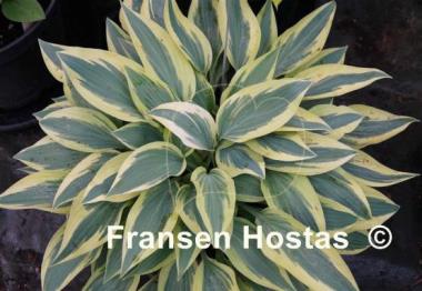 Hosta Wolverine