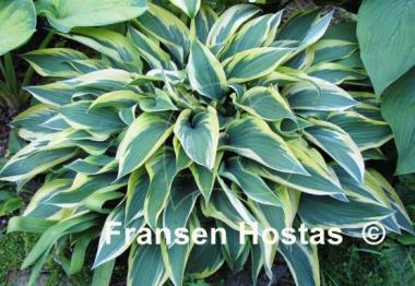 Hosta Wolverine