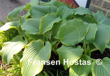 Hosta Wonderful Day