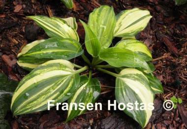 Hosta Wonderful Life