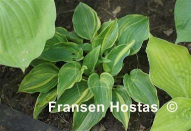 Hosta Wonderful Life