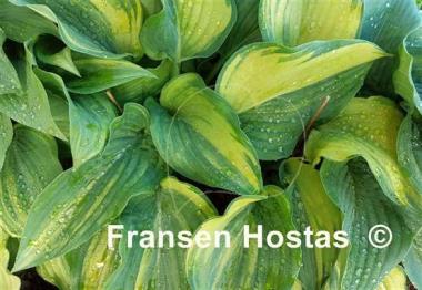 Hosta Wonderful Life