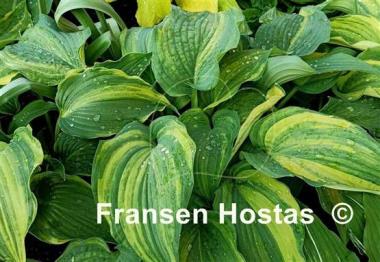 Hosta Wonderful Life