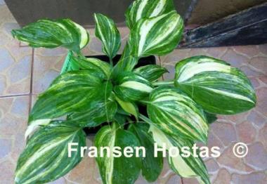 Hosta Wonderful Life