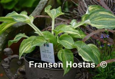 Hosta Wonderful Life