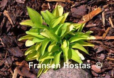 Hosta Wonderful