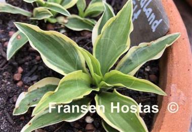 Hosta Woodland Elf