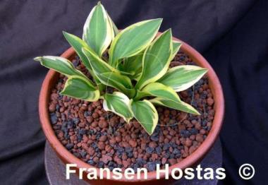 Hosta Woodland Elf