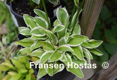 Hosta Woodland Elf