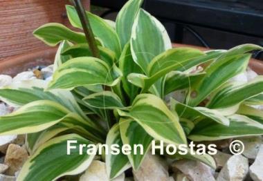 Hosta Woodland Elf