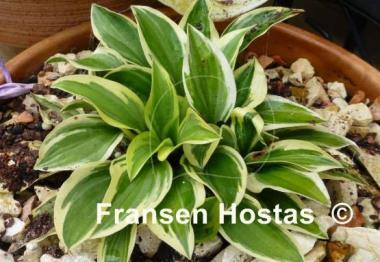 Hosta Woodland Elf