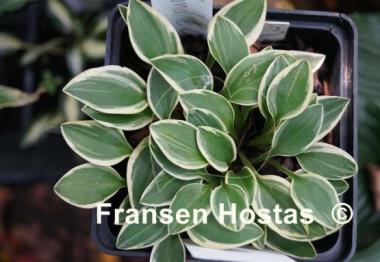 Hosta Woodland Elf