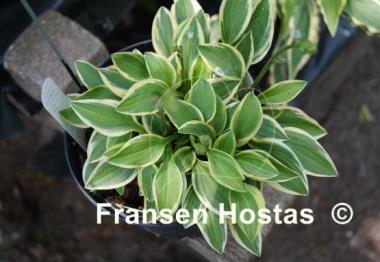 Hosta Woodland Elf