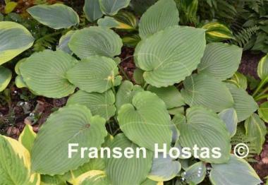 Hosta Woodland Green