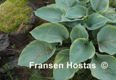 Hosta Woolly Mammoth