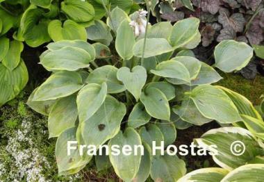 Hosta Woolly Mammoth
