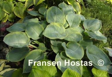 Hosta Woolly Mammoth