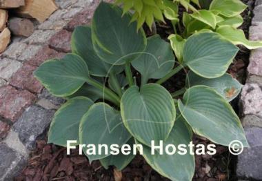 Hosta Woolly Mammoth