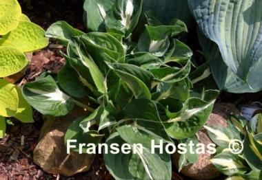 Hosta Woop Woop