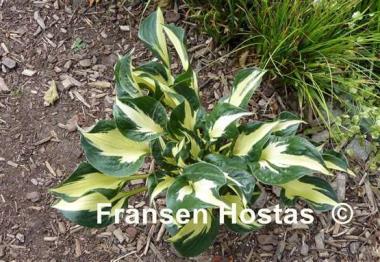 Hosta Woop Woop