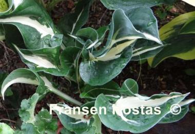 Hosta Woop Woop