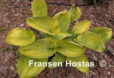 Hosta World Cup