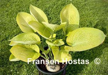 Hosta World Cup