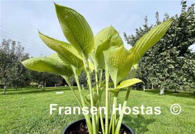 Hosta World Cup