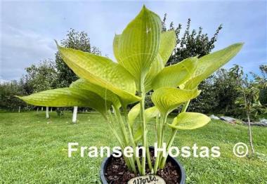 Hosta World Cup