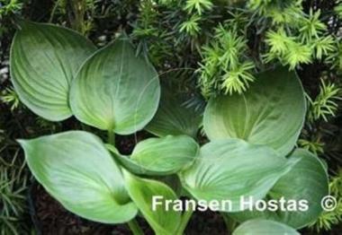 Hosta Worldly Treasure