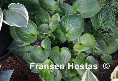 Hosta Worldly Treasure