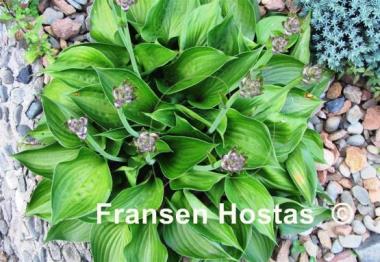 Hosta Worldly Treasure
