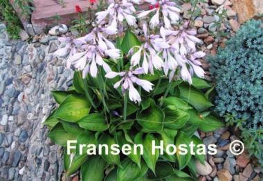 Hosta Worldly Treasure