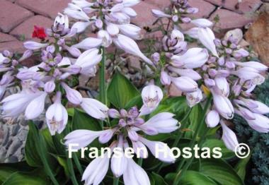 Hosta Worldly Treasure