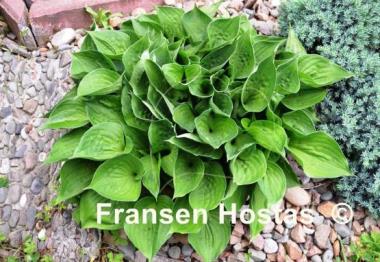 Hosta Worldly Treasure