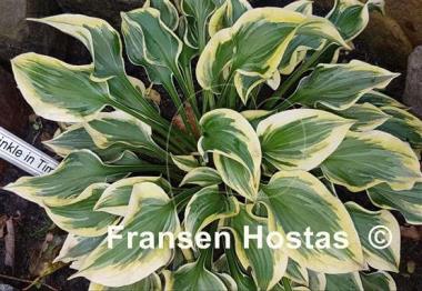 Hosta Wrinkle in Time